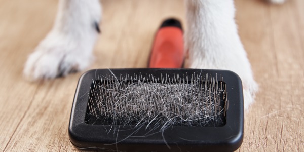 ¡Adiós al Pelaje Desordenado! Descubre los Mejores Productos para la Muda de Pelo en Perros y Gatos